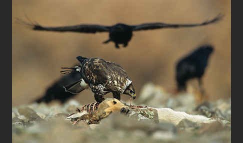 Mäusebussard (Buteo buteo)