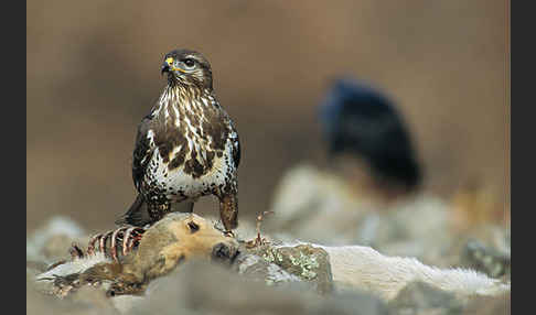 Mäusebussard (Buteo buteo)