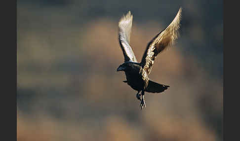 Kolkrabe (Corvus corax)