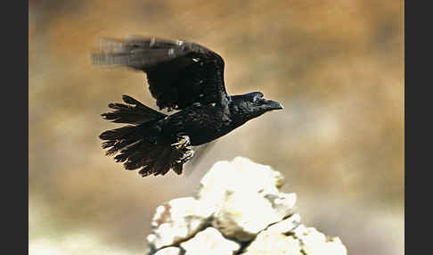 Kolkrabe (Corvus corax)