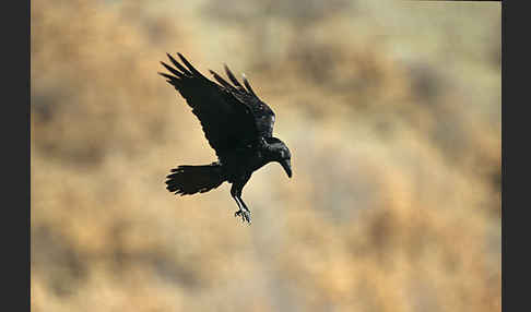 Kolkrabe (Corvus corax)