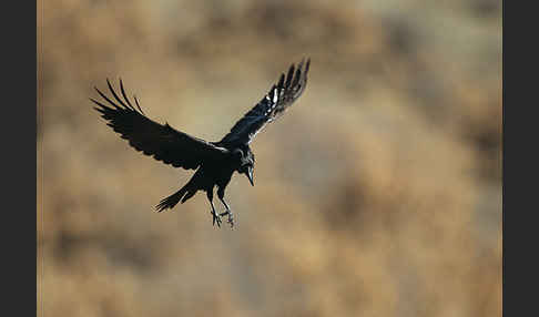 Kolkrabe (Corvus corax)