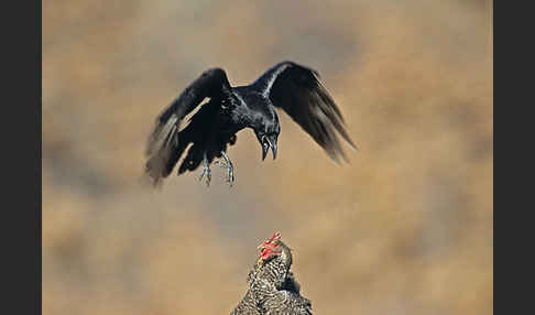 Kolkrabe (Corvus corax)