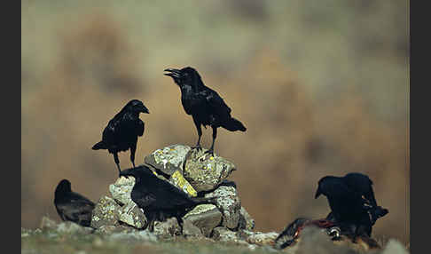 Kolkrabe (Corvus corax)