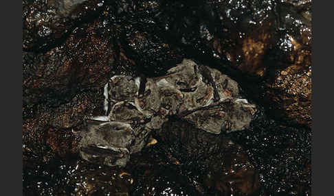 Langfußfledermaus (Myotis capaccinii)