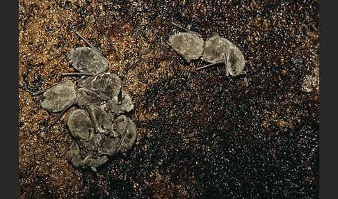 Langfußfledermaus (Myotis capaccinii)