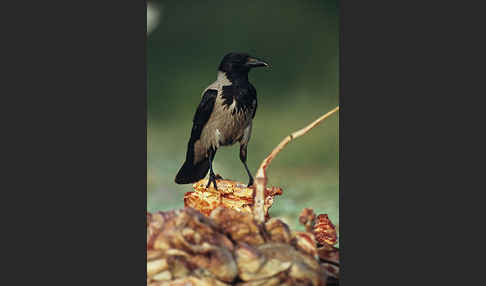 Nebelkrähe (Corvus corone cornix)