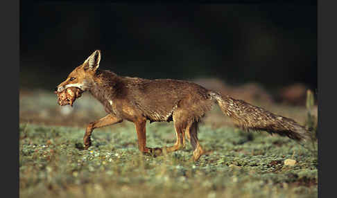 Rotfuchs (Vulpes vulpes)