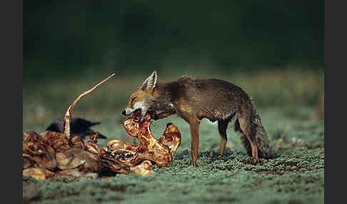 Rotfuchs (Vulpes vulpes)