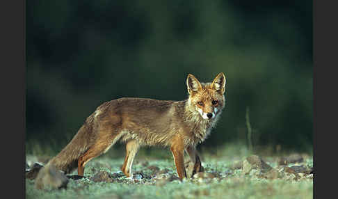 Rotfuchs (Vulpes vulpes)