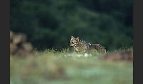 Wolf (Canis lupus)