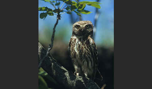 Steinkauz (Athene noctua)