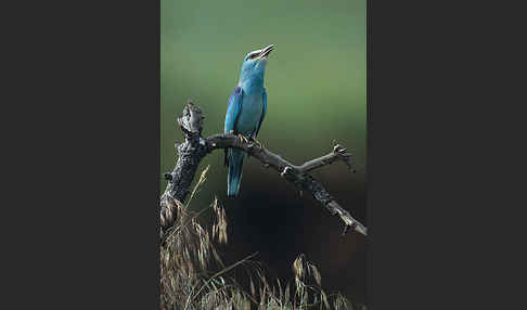 Blauracke (Coracias garrulus)