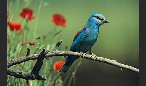 Blauracke (Coracias garrulus)