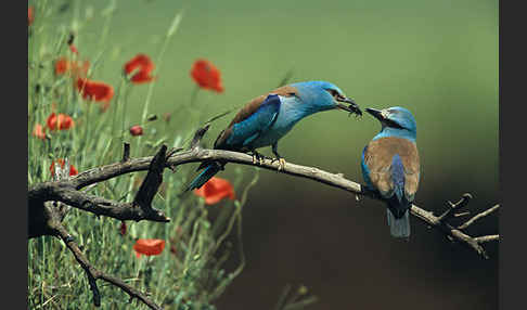 Blauracke (Coracias garrulus)