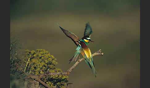 Bienenfresser (Merops apiaster)