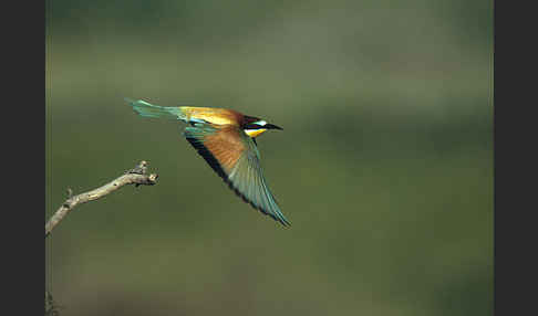 Bienenfresser (Merops apiaster)