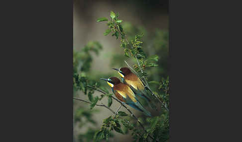 Bienenfresser (Merops apiaster)