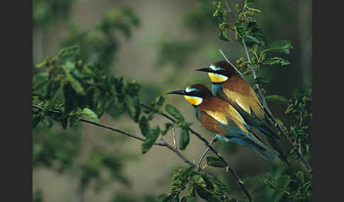 Bienenfresser (Merops apiaster)