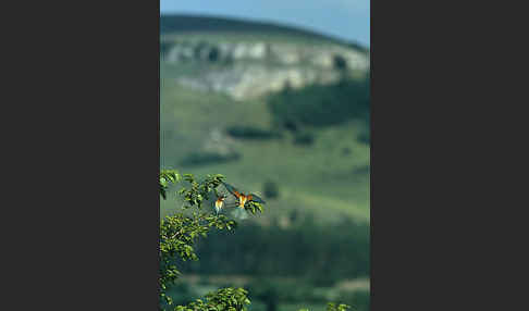 Bienenfresser (Merops apiaster)