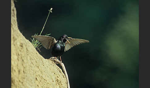 Star (Sturnus vulgaris)