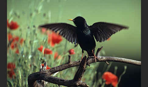 Star (Sturnus vulgaris)