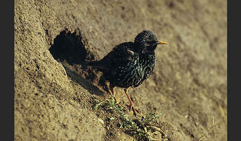 Star (Sturnus vulgaris)