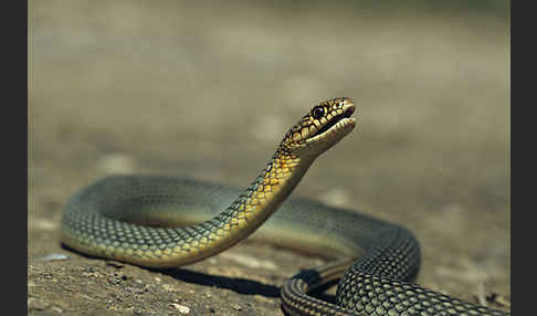 Kaspische Zornnatter (Dolichophis caspius)