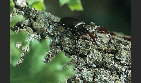 Hirschkäfer (Lucanus cervus)