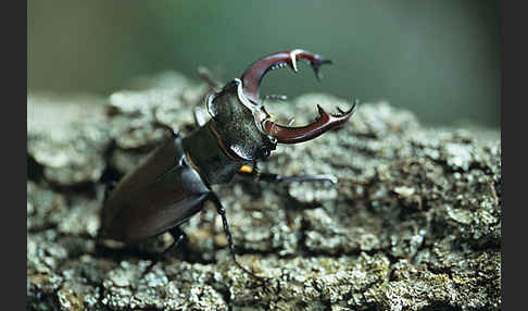 Hirschkäfer (Lucanus cervus)