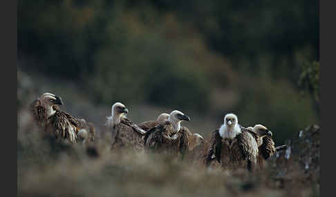 Gänsegeier (Gyps fulvus)