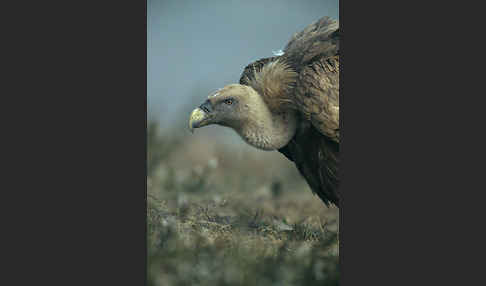 Gänsegeier (Gyps fulvus)