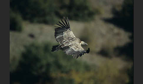 Gänsegeier (Gyps fulvus)