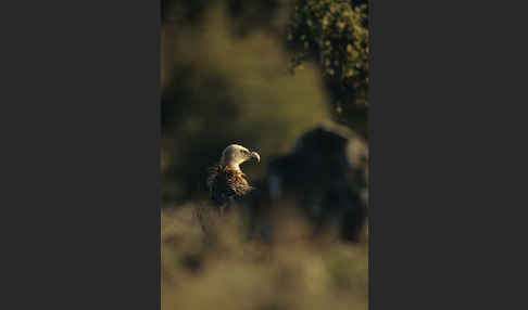 Gänsegeier (Gyps fulvus)