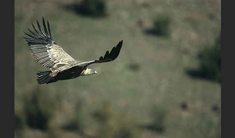 Gänsegeier (Gyps fulvus)