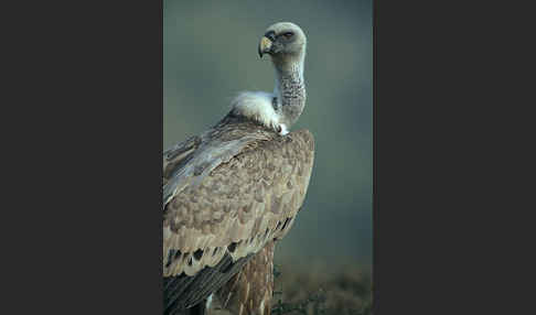 Gänsegeier (Gyps fulvus)