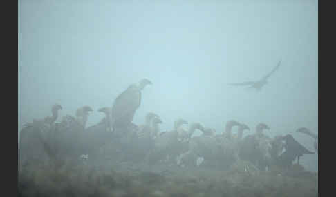 Gänsegeier (Gyps fulvus)