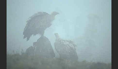 Gänsegeier (Gyps fulvus)