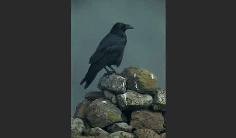 Kolkrabe (Corvus corax)