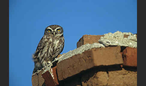 Steinkauz (Athene noctua)