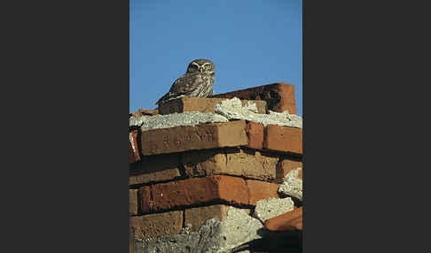 Steinkauz (Athene noctua)