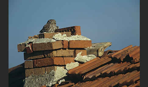 Steinkauz (Athene noctua)