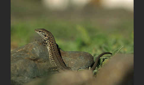 Riesenkanareneidechse (Gallotia stehlini)