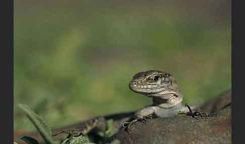 Riesenkanareneidechse (Gallotia stehlini)