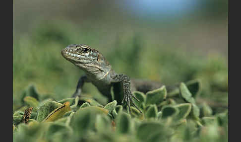 Riesenkanareneidechse (Gallotia stehlini)