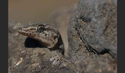 Teneriffagecko (Tarentola delalandii)