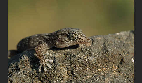 Teneriffagecko (Tarentola delalandii)