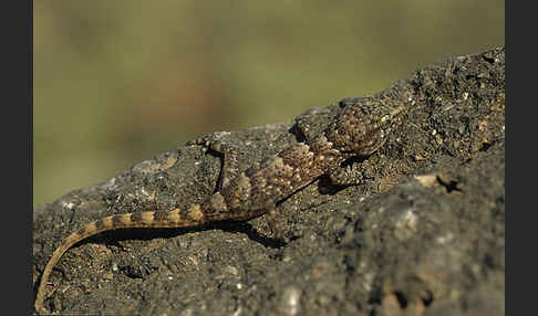 Teneriffagecko (Tarentola delalandii)