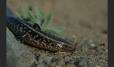 Gran Canaria Skink (Chalcides sexlineatus)