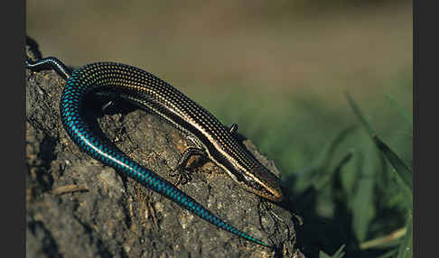 Gran Canaria Skink (Chalcides sexlineatus)